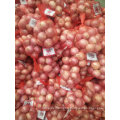 Fresh Shallot with High Exporting Quality